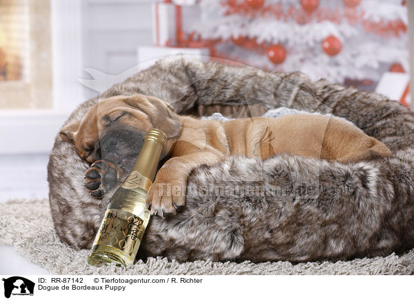 Bordeauxdogge Welpe / Dogue de Bordeaux Puppy / RR-87142