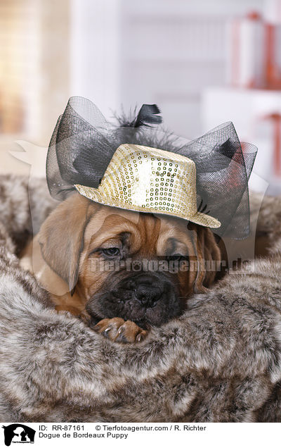 Bordeauxdogge Welpe / Dogue de Bordeaux Puppy / RR-87161