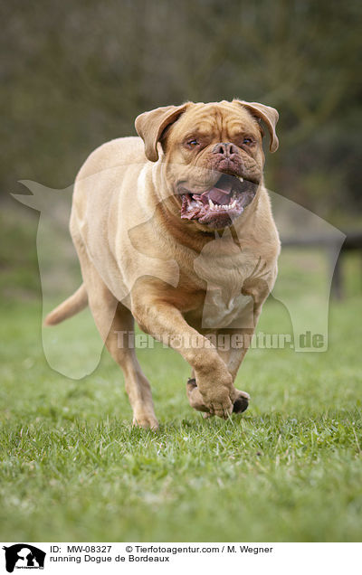 rennende Bordeauxdogge / running Dogue de Bordeaux / MW-08327