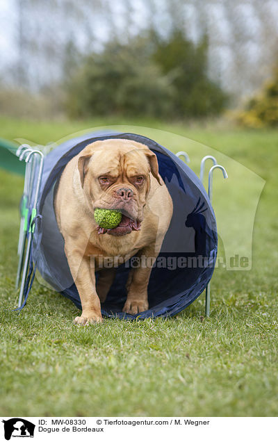 Bordeauxdogge / Dogue de Bordeaux / MW-08330