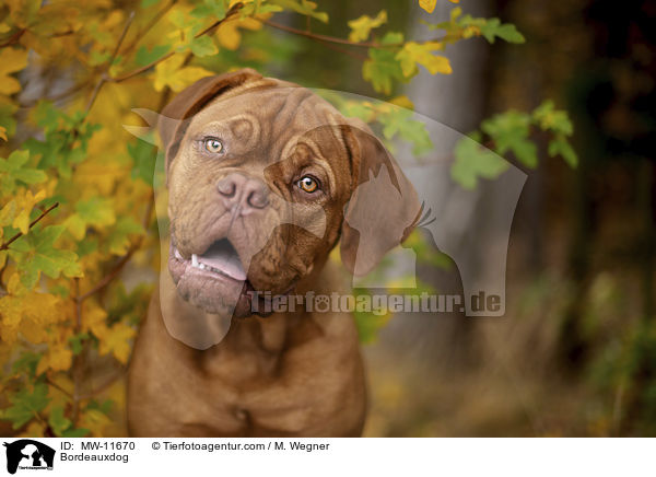 Bordeauxdogge / Bordeauxdog / MW-11670