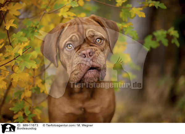 Bordeauxdogge / Bordeauxdog / MW-11673