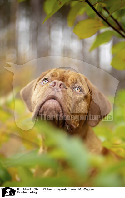 Bordeauxdogge / Bordeauxdog / MW-11702