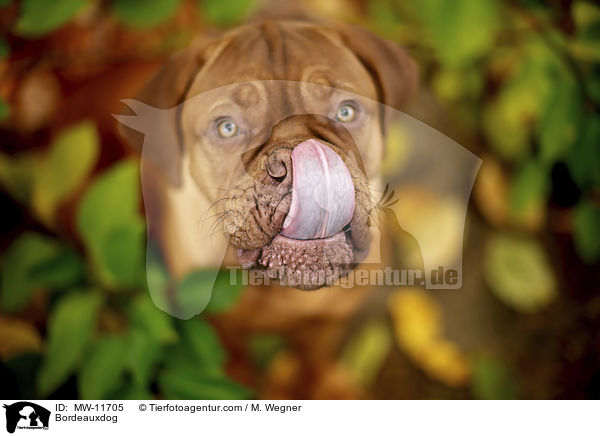Bordeauxdogge / Bordeauxdog / MW-11705