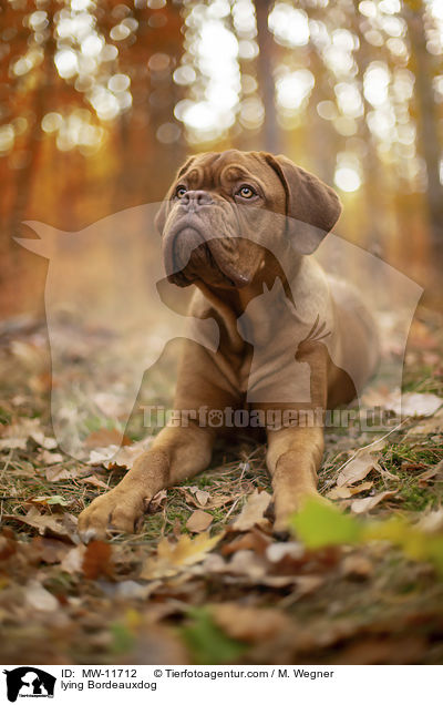 liegende Bordeauxdogge / lying Bordeauxdog / MW-11712