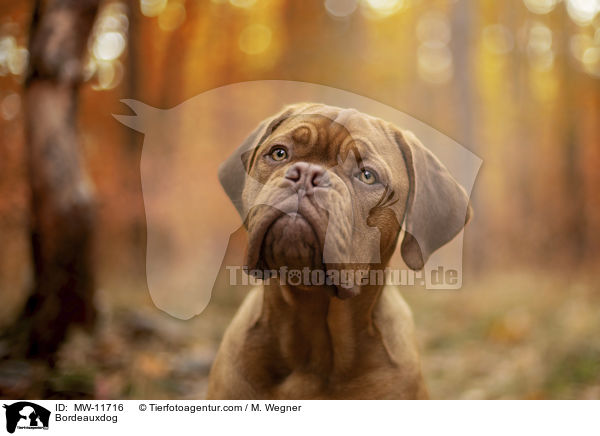 Bordeauxdogge / Bordeauxdog / MW-11716