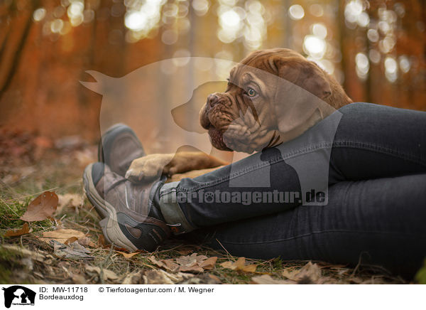 Bordeauxdogge / Bordeauxdog / MW-11718