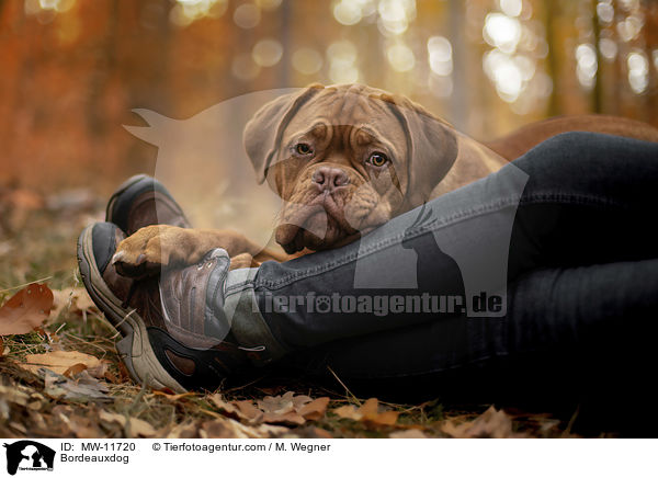 Bordeauxdogge / Bordeauxdog / MW-11720