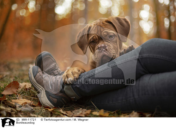 Bordeauxdog / MW-11721