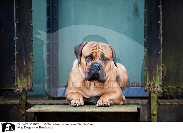 liegende Bordeauxdogge / lying Dogue de Bordeaux / WDV-01025