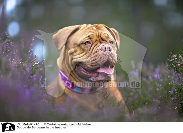 Bordeauxdogge in der Heide / Dogue de Bordeaux in the heather / MAH-01476