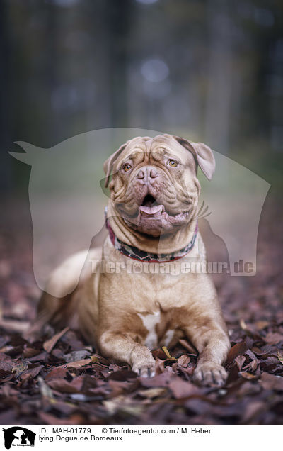 liegende Bordeauxdogge / lying Dogue de Bordeaux / MAH-01779