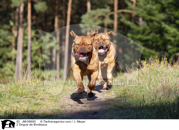2 Bordeauxdoggen / 2 Dogue de Bordeaux / JM-09695
