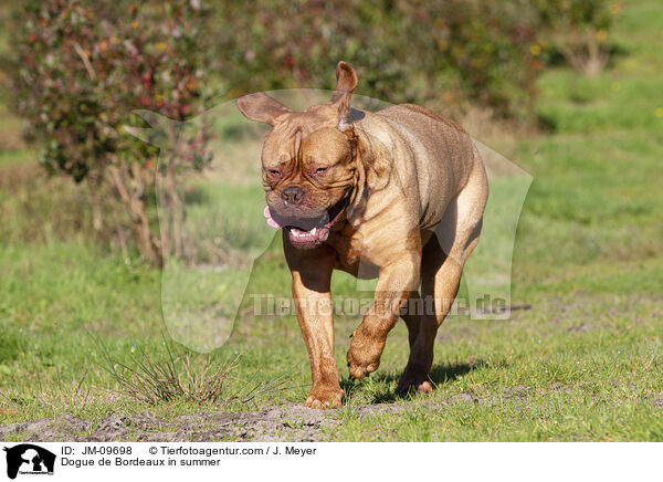 Bordeauxdogge im Sommer / Dogue de Bordeaux in summer / JM-09698