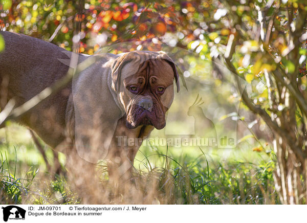 Bordeauxdogge im Sommer / Dogue de Bordeaux in summer / JM-09701