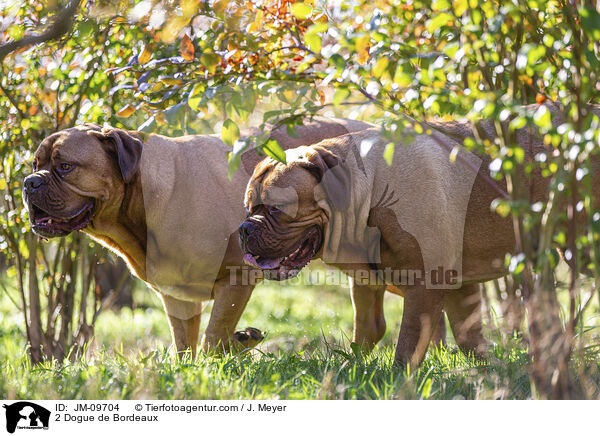 2 Bordeauxdoggen / 2 Dogue de Bordeaux / JM-09704