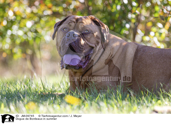 Dogue de Bordeaux in summer / JM-09745