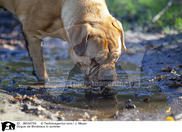 Bordeauxdogge im Sommer / Dogue de Bordeaux in summer / JM-09759