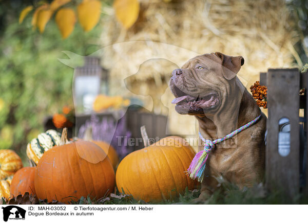 Dogue Bordeaux in autumn / MAH-03052