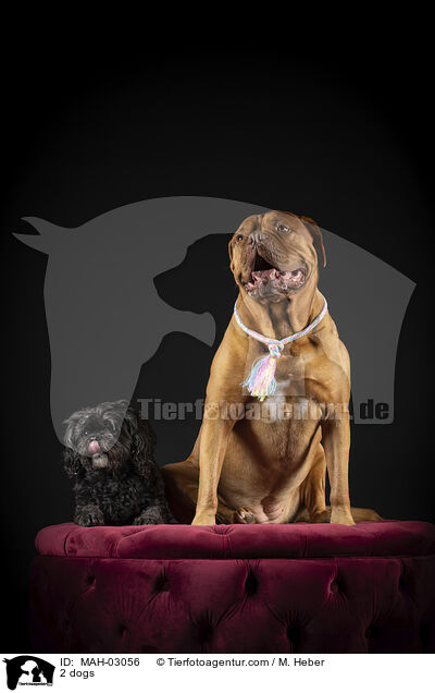 2 Hunde / 2 dogs / MAH-03056