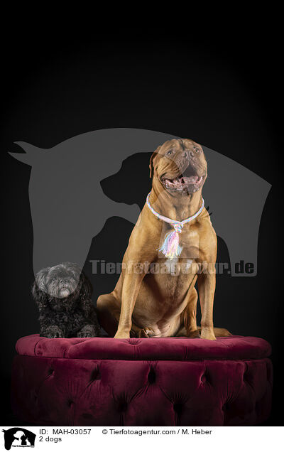 2 Hunde / 2 dogs / MAH-03057