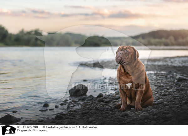 Bordeauxdogge / Dogue de Bordeaux / DH-02790