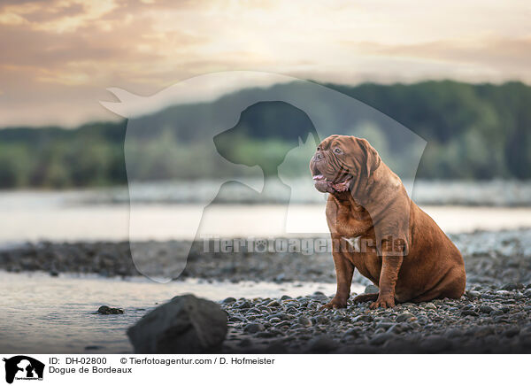 Bordeauxdogge / Dogue de Bordeaux / DH-02800