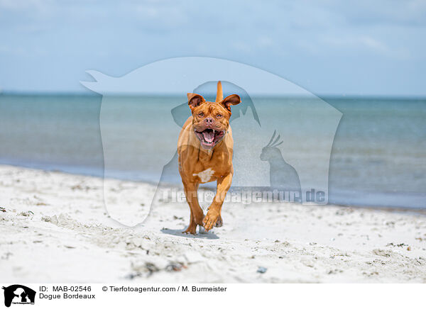 Bordeauxdogge / Dogue Bordeaux / MAB-02546