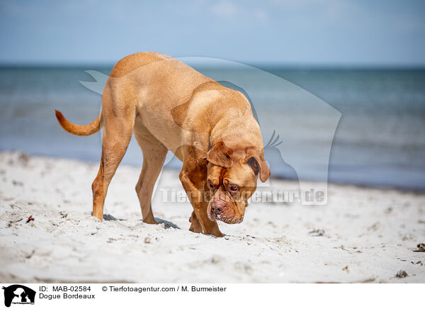 Bordeauxdogge / Dogue Bordeaux / MAB-02584