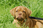 French Mastiff Puppy