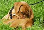 French Mastiff Puppy