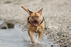 French Mastiff