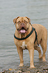 French Mastiff