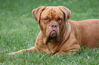 French Mastiff