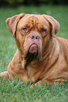 French Mastiff