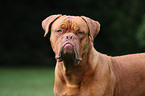 French Mastiff Portrait