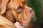 French Mastiff