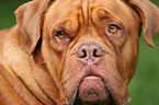 French Mastiff