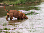 bathing Bordeauxdog