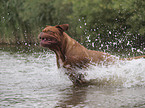 bathing Bordeauxdog