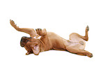 lying dogue de bordeaux