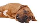 lying dogue de bordeaux