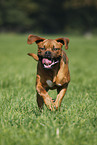 running dogue de bordeaux
