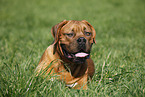 lying dogue de bordeaux