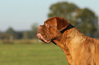 Bordeaux dog portrait