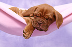 Dogue de Bordeaux Puppy