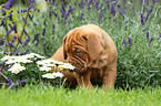 Dogue de Bordeaux Puppy