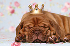 Dogue de Bordeaux Puppy