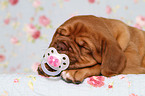 Dogue de Bordeaux Puppy