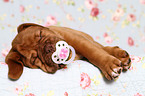 Dogue de Bordeaux Puppy